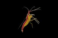 picture of Skunk Cleaner Shrimp Sml                                                                             Lysmata amboinensis